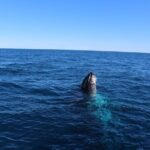 Kalbarri Whale Watching Tour - The Highlights of the Itinerary