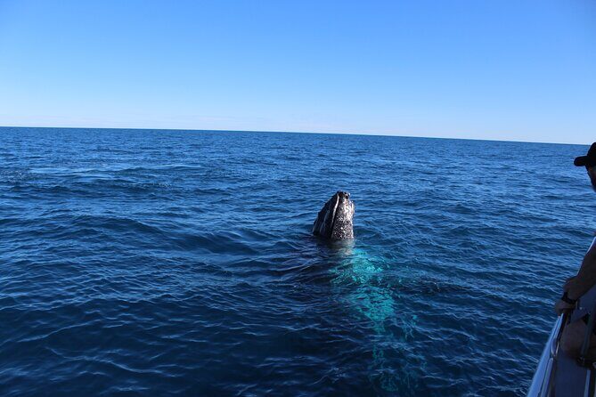 Kalbarri Whale Watching Tour - The Highlights of the Itinerary