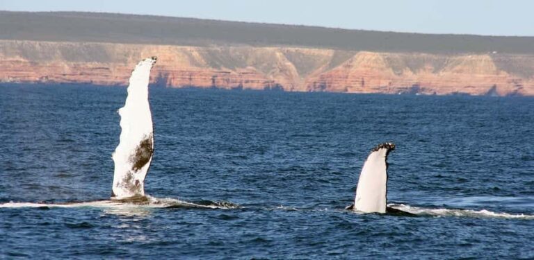 Kalbarri Whale Watching Tour - Who Should Consider This Tour?