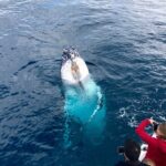 Kalbarri Whale Watching Tour Guided - What to Expect During the Tour