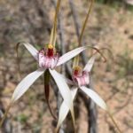 Kalbarri Wildflower Tour with Local Guide - The Itinerary: What You Can Expect