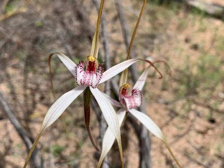 Kalbarri Wildflower Tour with Local Guide - The Itinerary: What You Can Expect