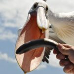 Kalgan Queen Scenic Cruises a four hour sheltered water wildlife tour daily fun. - Why This Tour Works for Travelers