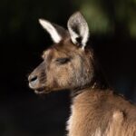 Kangaroo Experience at Healesville Sanctuary - excl. entry - Small Group Advantage