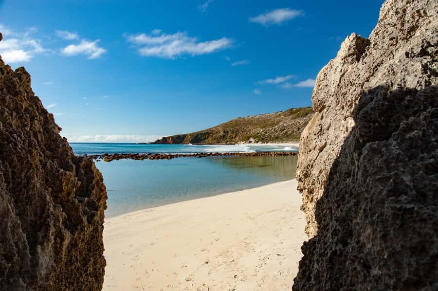 Kangaroo Island: Full-Day Guided Island Life Tour - Wildlife Encounters: Up Close and Personal