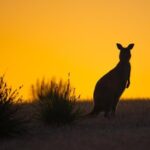 Kangaroo Island Luxury Small Group 'Flinders Chase Focus' Full Day Tour - The Sum Up
