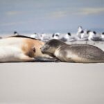 Kangaroo Island Luxury Small Group 'Island Life' Full Day Tour - What Travelers Are Saying