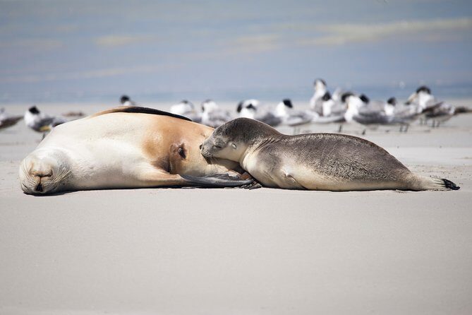 Kangaroo Island Luxury Small Group 'Island Life' Full Day Tour - What Travelers Are Saying