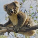 Kangaroo Island Scenic Nature and Wildlife Day Tour - Seal Bay Conservation Park