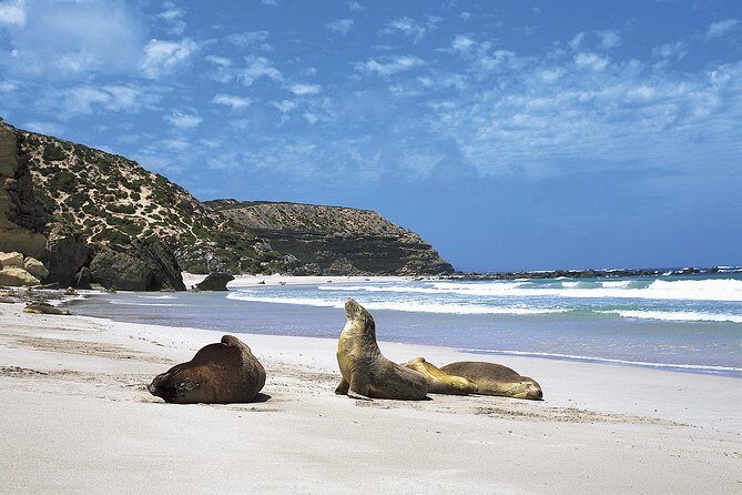 Kangaroo Island Shore Excursion Scenic Trail Tour - Summing it All Up