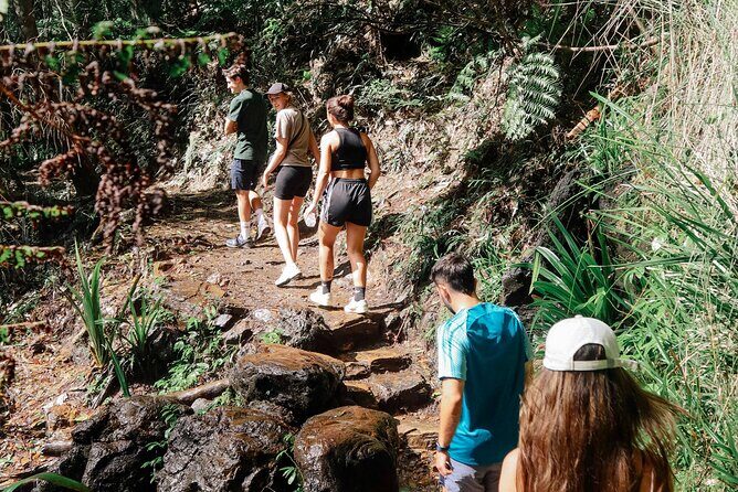 Kangaroos, 6 Springbrook Waterfalls and Natural Bridge Day Tour - Who Will Love This Tour?