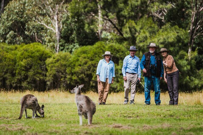 Kangaroos and Koala Experience Tour - Practical Tips for Travelers