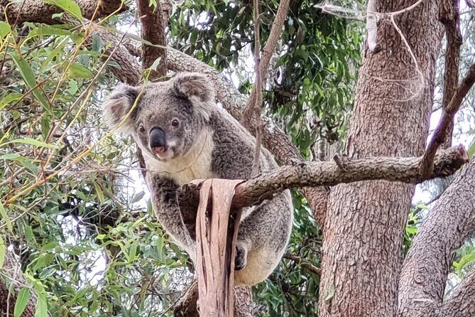Kangaroos & Koalas in the Wild - Private Nature Experience - The Real Value in the Details