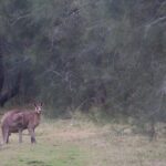 Kangaroos, mangroves and the ocean - Authentic Experiences and Reviewer Insights