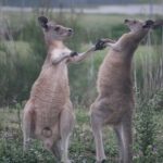 Kangaroos, Rainforest & Waterfalls Experience - Small Group - The Authentic Wildlife Encounters