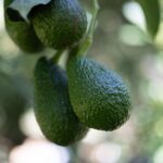 Katikati Avocado Adventure - Final Thoughts: Is It Worth It?