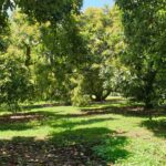 Katikati: Guided Avocado Adventures with Tasty Treats - Is It Worth the Price?