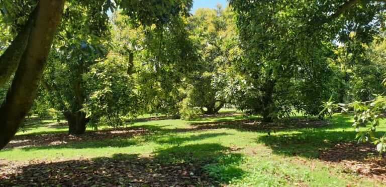 Katikati: Guided Avocado Adventures with Tasty Treats - Is It Worth the Price?