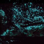 Kawiti Family Glowworm Caves Guided Tour in Bay of Islands - Why This Tour Is a Great Deal