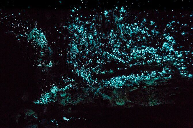 Kawiti Family Glowworm Caves Guided Tour in Bay of Islands - Why This Tour Is a Great Deal