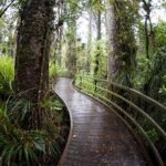 Kawiti Glow Worm Cave Tour & Opua Forest Walk - Detailed Breakdown of the Itinerary