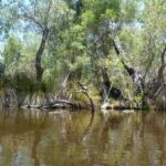 Kayak Tour on the Canning River - The Scenic Highlights