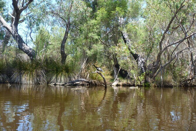 Kayak Tour on the Canning River - The Scenic Highlights