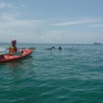 Kayaking with Dolphins in Byron Bay Guided Tour - The Itinerary in Detail