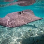 Keishi Tour Half Day Shared Excursion - FAQ