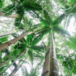 K'gari (Fraser Island) Explorer 2-Day Tour - FAQ