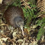 Kiwi Night Encounter at Nga Manu Nature Reserve - An In-Depth Review of the Kiwi Night Encounter Experience