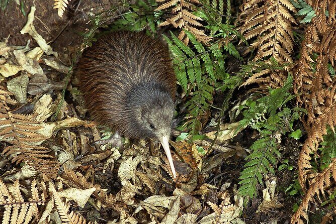 Kiwi Night Encounter at Nga Manu Nature Reserve - An In-Depth Review of the Kiwi Night Encounter Experience