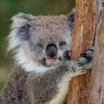 Koala Experience at Healesville Sanctuary - excl. entry - Final Thoughts