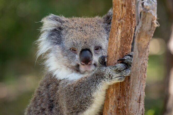 Koala Experience at Healesville Sanctuary - excl. entry - Final Thoughts
