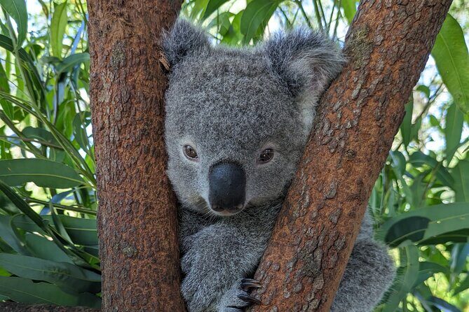 Koala & Kangaroos Experience, Waterfalls and Scenic Train Journey - Who Will Love This Tour?