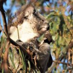 Koala Walking Tour in Kangaroo Island - What’s Included and What’s Not