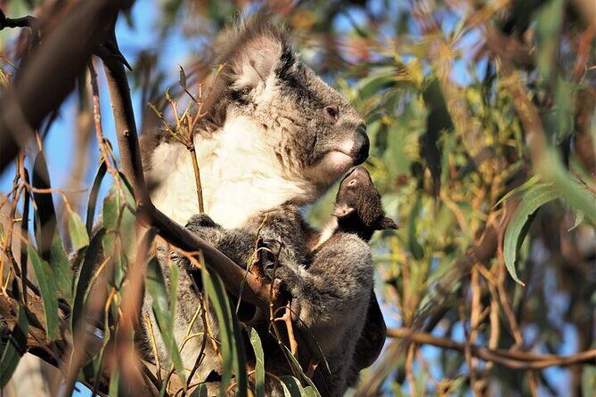 Koala Walking Tour in Kangaroo Island - What’s Included and What’s Not