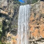 Koalas, 6 Springbrook Waterfalls and Natural Bridge Day Tour - The Experience in Action