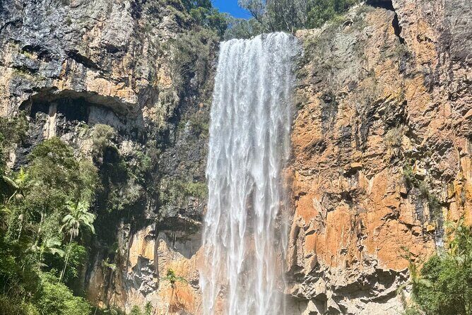 Koalas, 6 Springbrook Waterfalls and Natural Bridge Day Tour - The Experience in Action