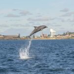 Koombana Bay: Dolphin Eco Cruise - Who Will Love This Tour?