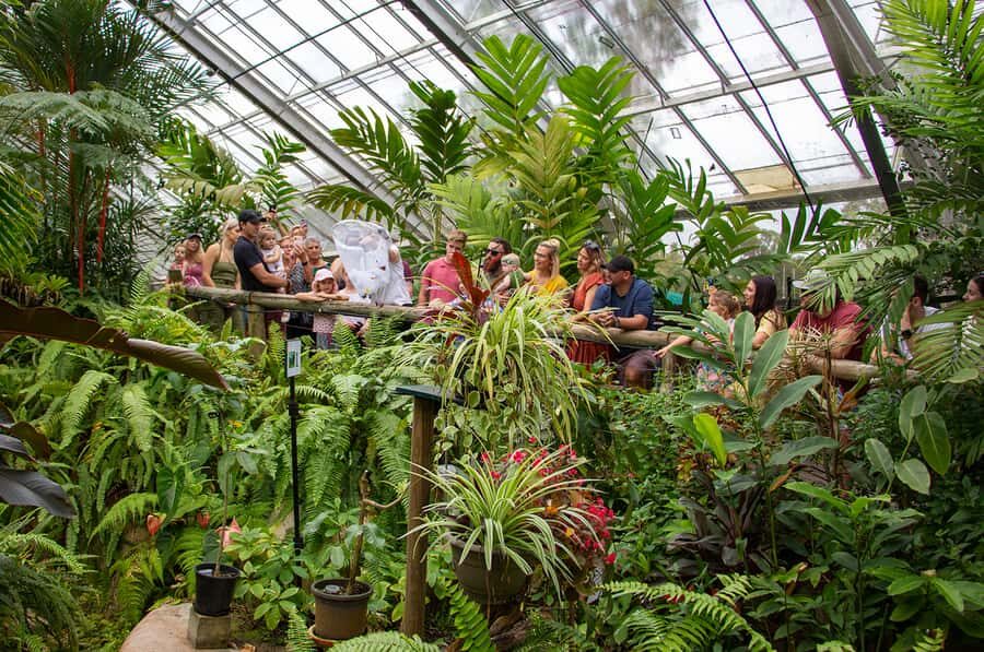 Kuranda: Australian Butterfly Sanctuary - Price and Value