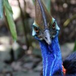 Kuranda, Cairns & Port Douglas Multi-Park Package - Practical Aspects and What to Expect