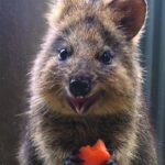 Kuranda Koala Gardens and Birdworld Admission Tickets - Who Is This Tour Best For?