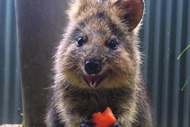 Kuranda Koala Gardens and Birdworld Admission Tickets - Who Is This Tour Best For?