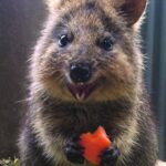 Kuranda Koala Gardens General Entry Ticket - What Do Travelers Say?