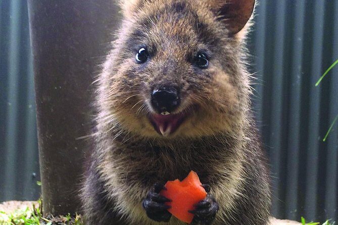 Kuranda Koala Gardens General Entry Ticket - What Do Travelers Say?