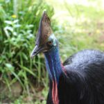 Kuranda: Rainforestation Nature Park - The Army Duck Rainforest Tour: A Land and Water Adventure