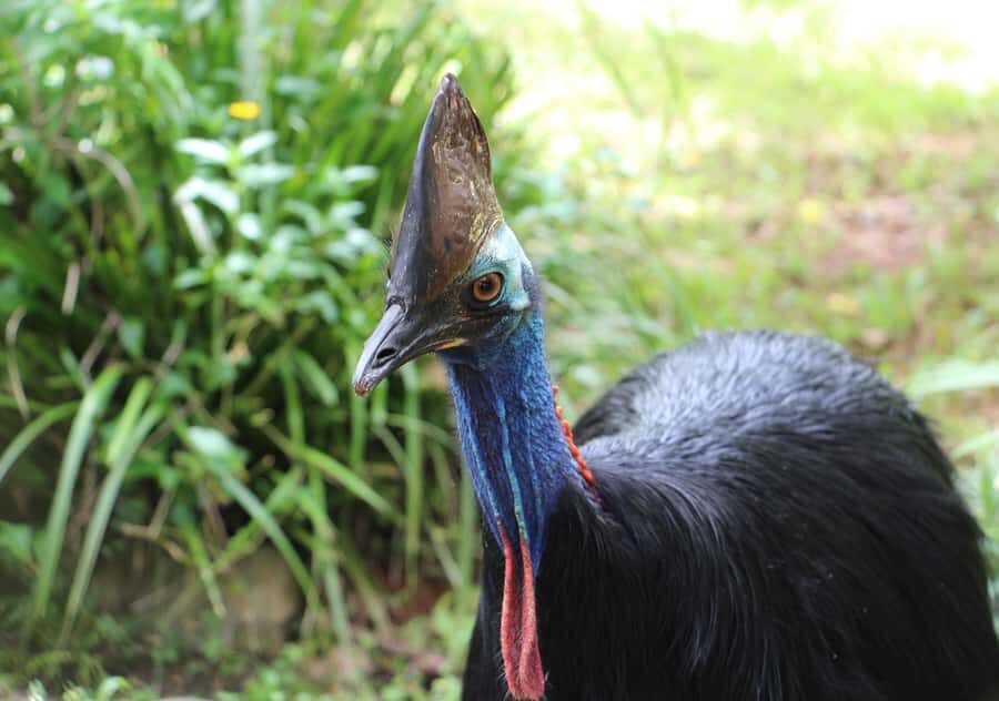 Kuranda: Rainforestation Nature Park - The Army Duck Rainforest Tour: A Land and Water Adventure