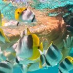 Lagoon and Marine Wildlife Tour in Moorea - Price and Value
