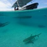 Lagoon Exploration and Snorkeling in Moorea - Final Thoughts